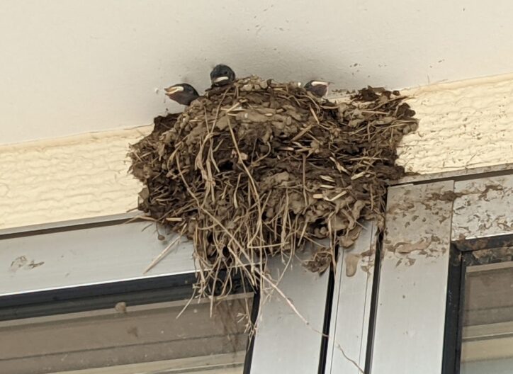 燕園｜各園の日記｜ゆうすい保育園｜熊本の企業主導型保育園